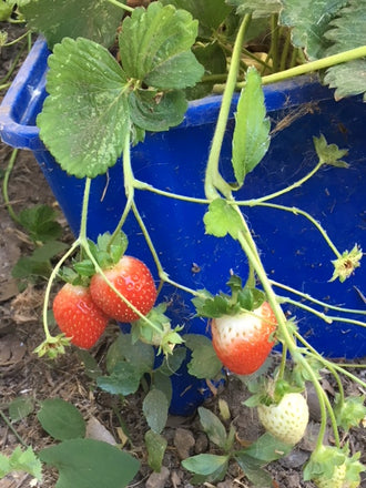 Home Grown Strawberries