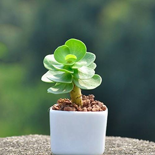 20 Succulent Plants Seeds