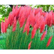 25 Red Pampas Seeds