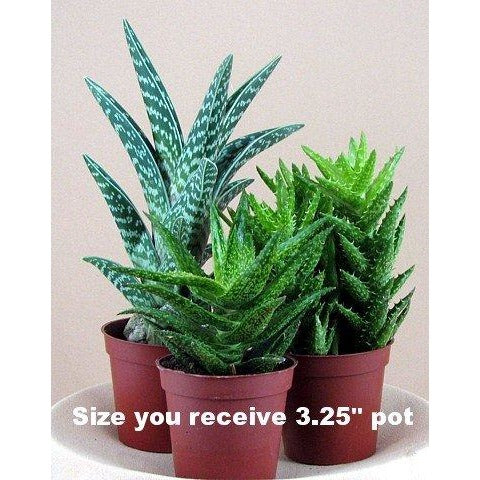 3 Different Aloe Plants – Gladiator Gardens