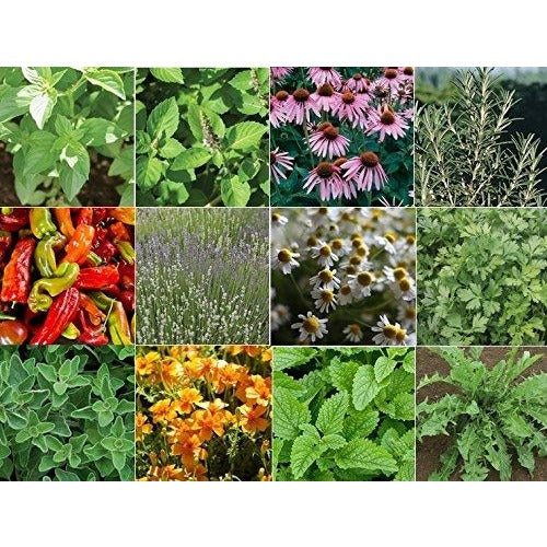 6000 Organic Medicinal Seeds